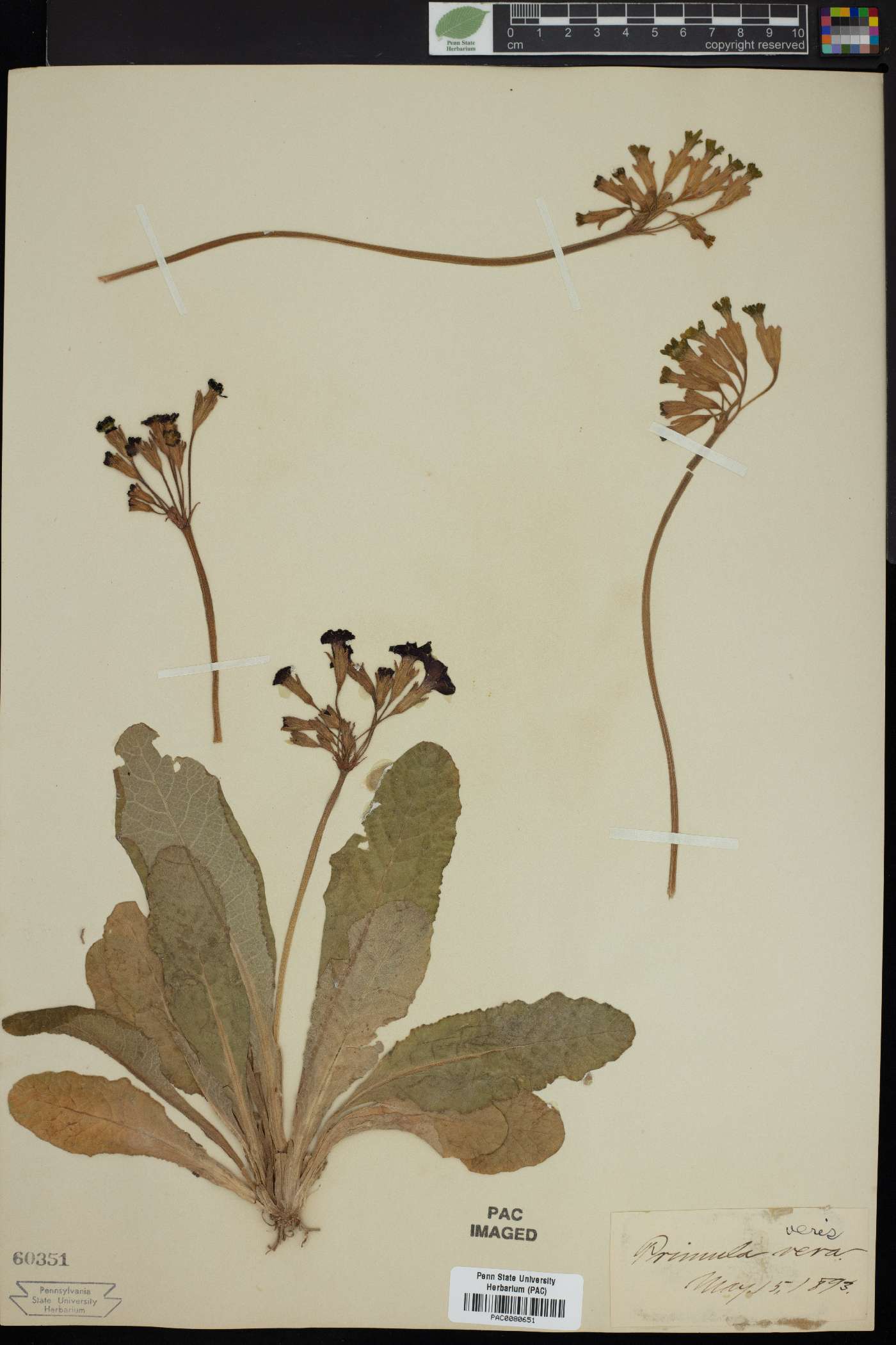 Primula veris image