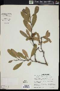 Sideroxylon lanuginosum image