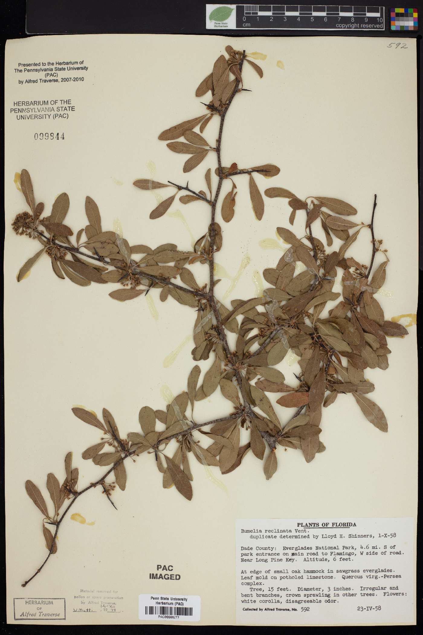 Bumelia reclinata image