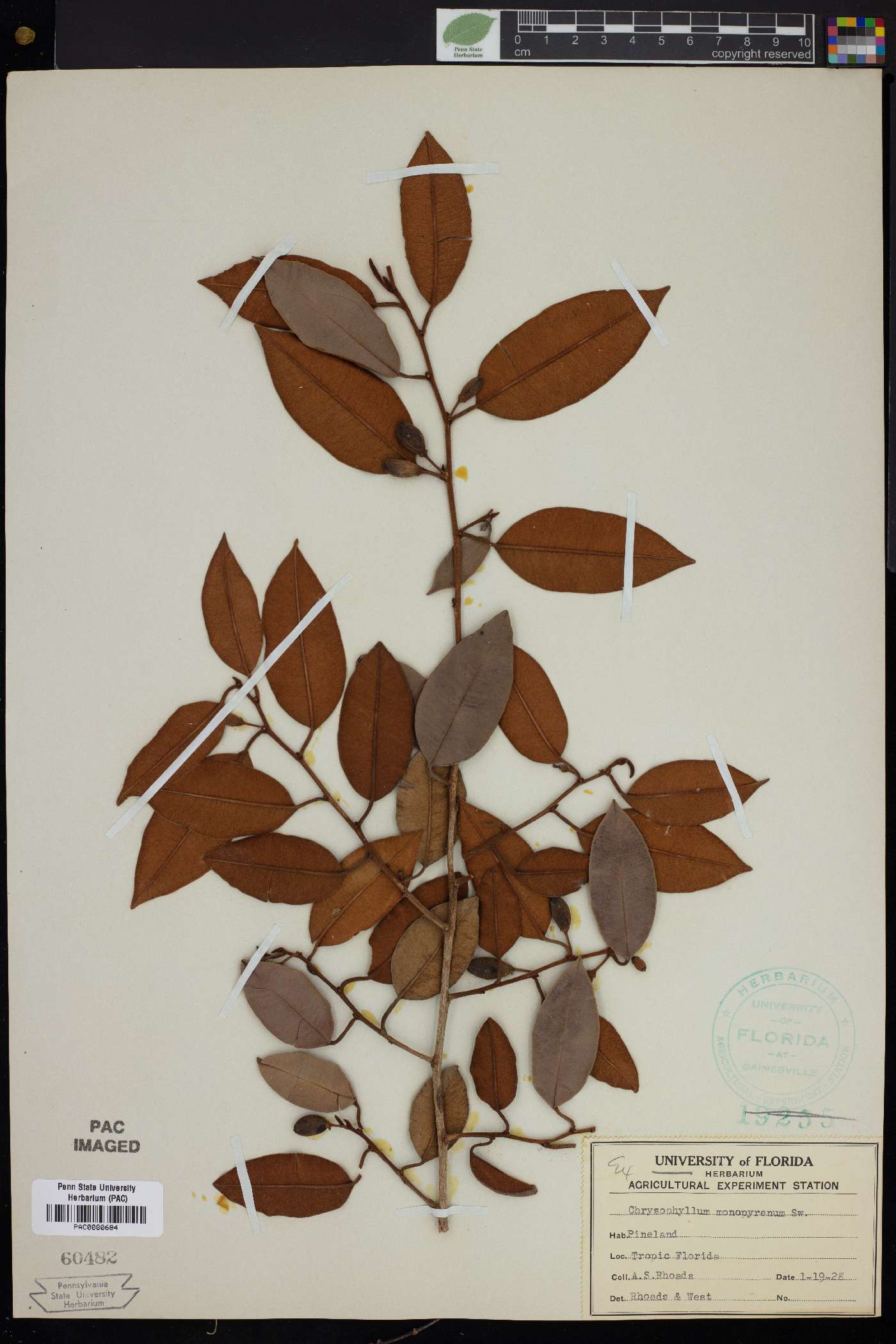 Chrysophyllum monopyrenum image