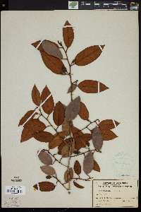 Image of Chrysophyllum monopyrenum