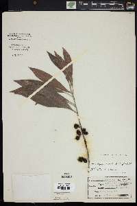 Dipholis salicifolia image