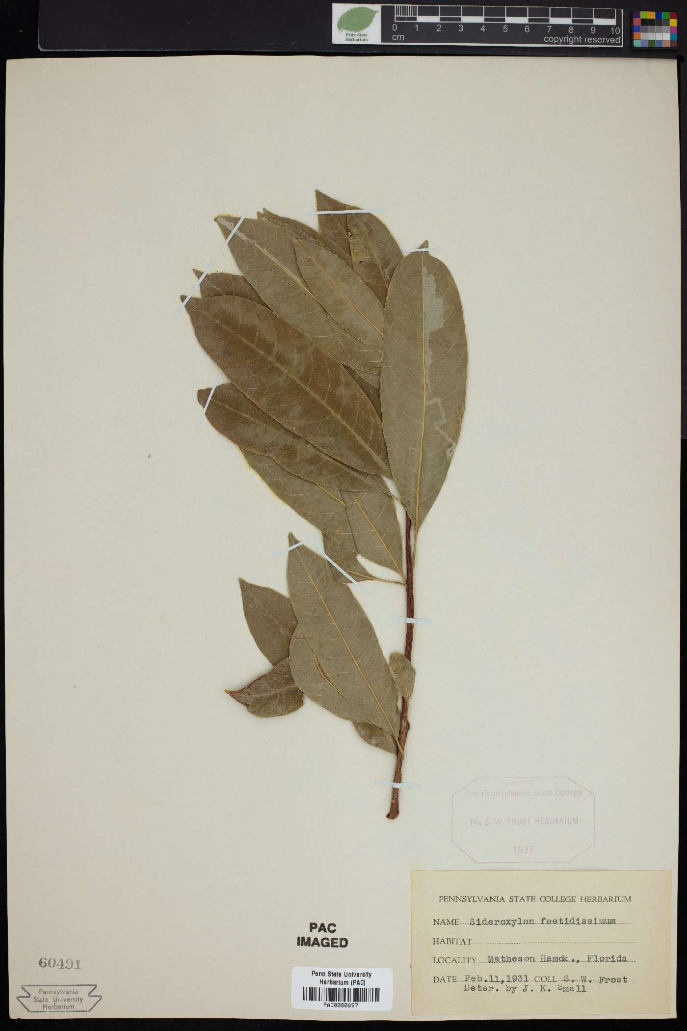 Sideroxylon foetidissimum image