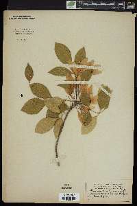 Fraxinus caroliniana image