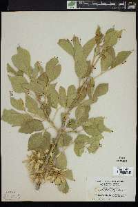 Fraxinus velutina image