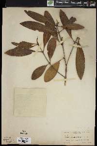 Osmanthus americanus image