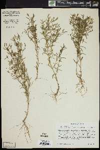 Polypremum procumbens image