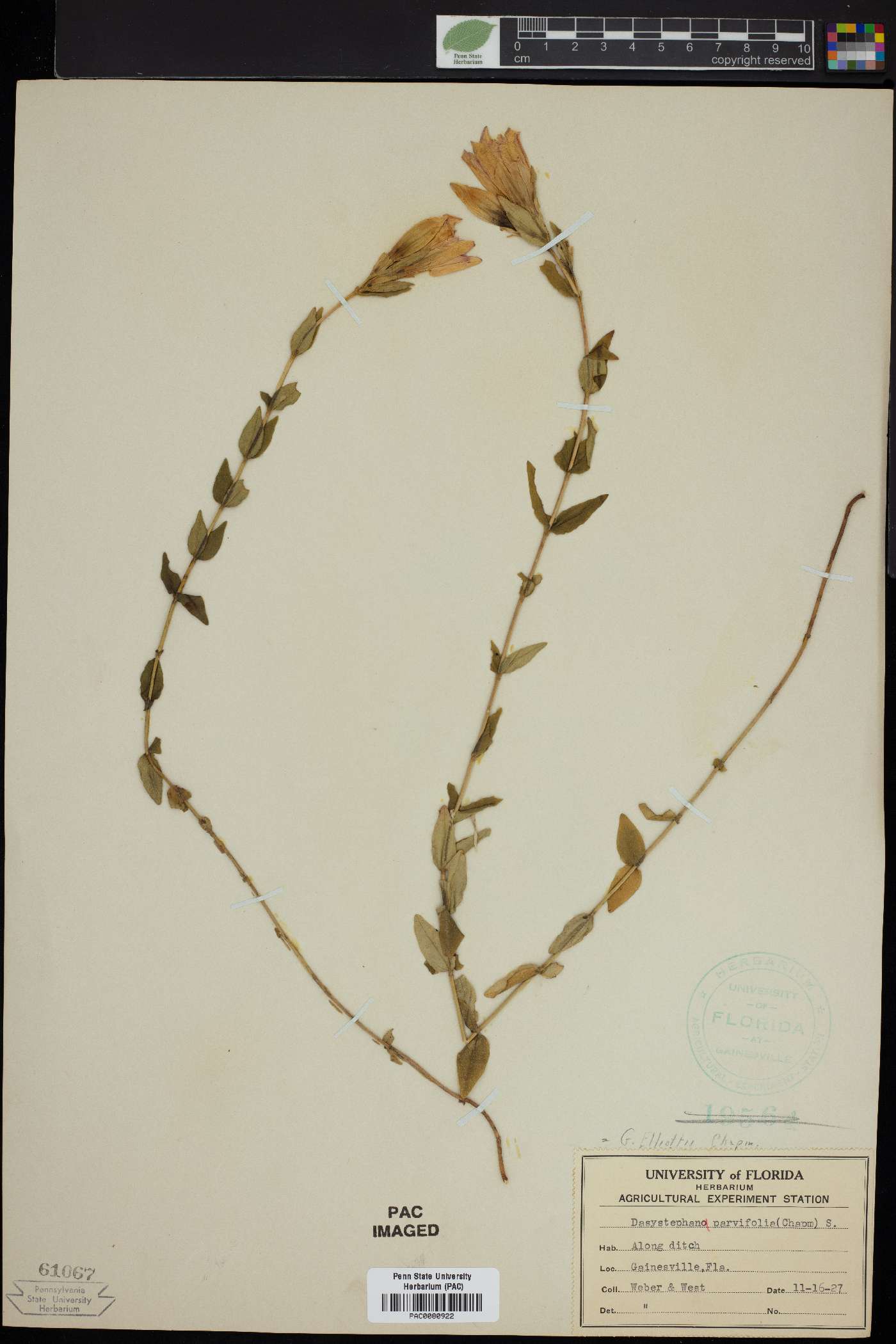 Dasystephana parvifolia image