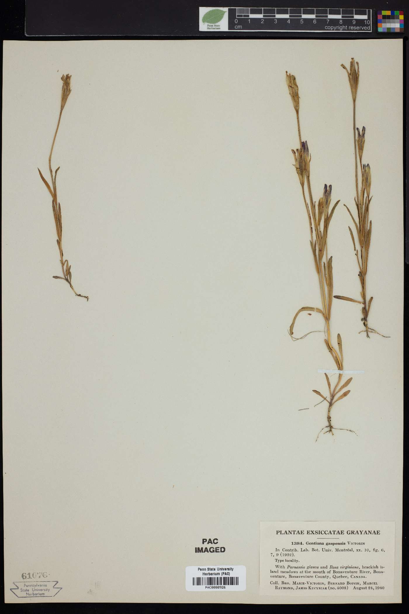 Gentiana gaspensis image
