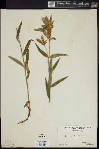 Gentiana linearis image