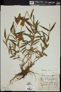 Gentiana linearis image