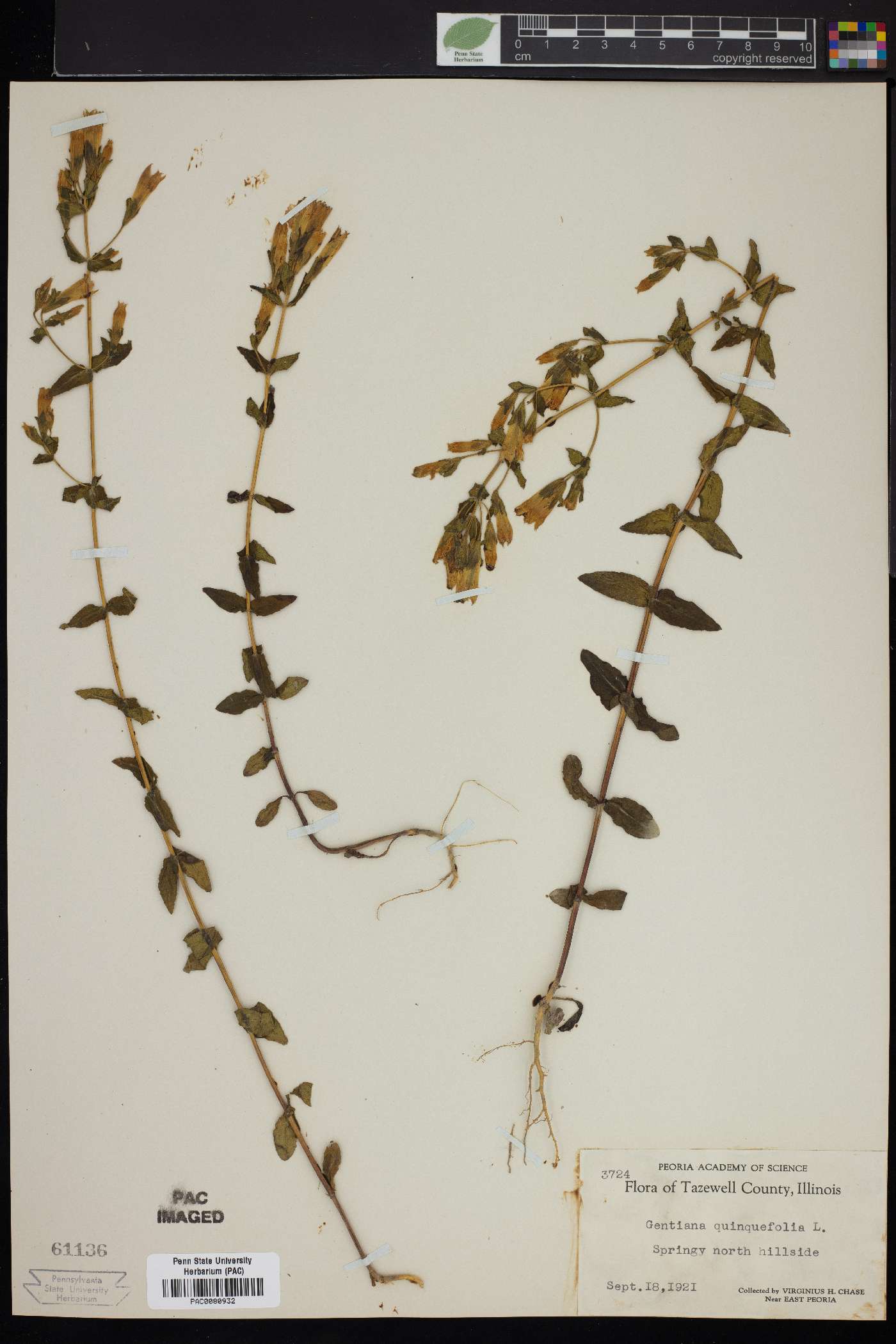 Gentiana quinquefolia image
