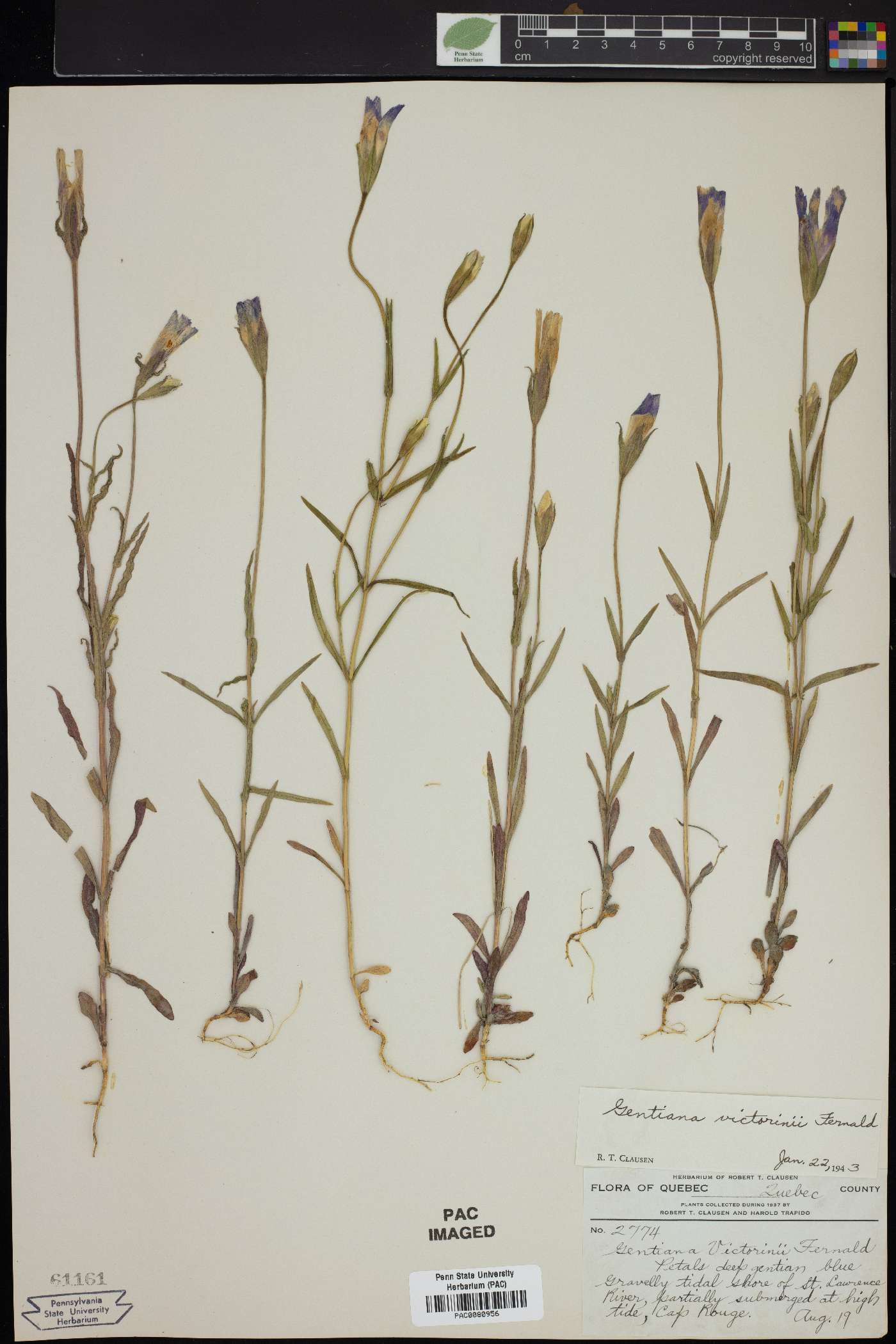 Gentiana victorinii image