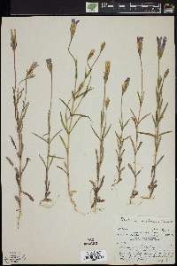 Gentiana victorinii image