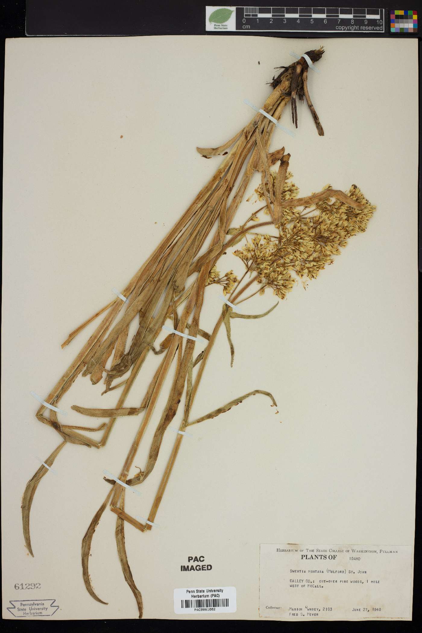 Swertia montana image