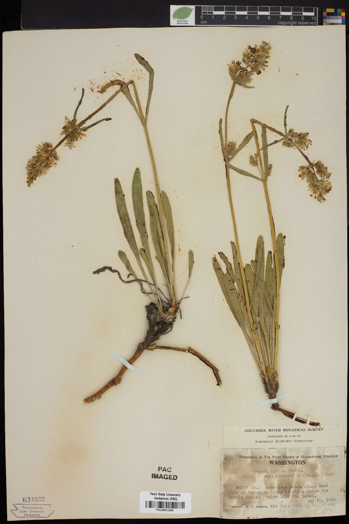 Frasera nitida var. albicaulis image