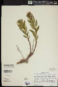 Amsonia repens image