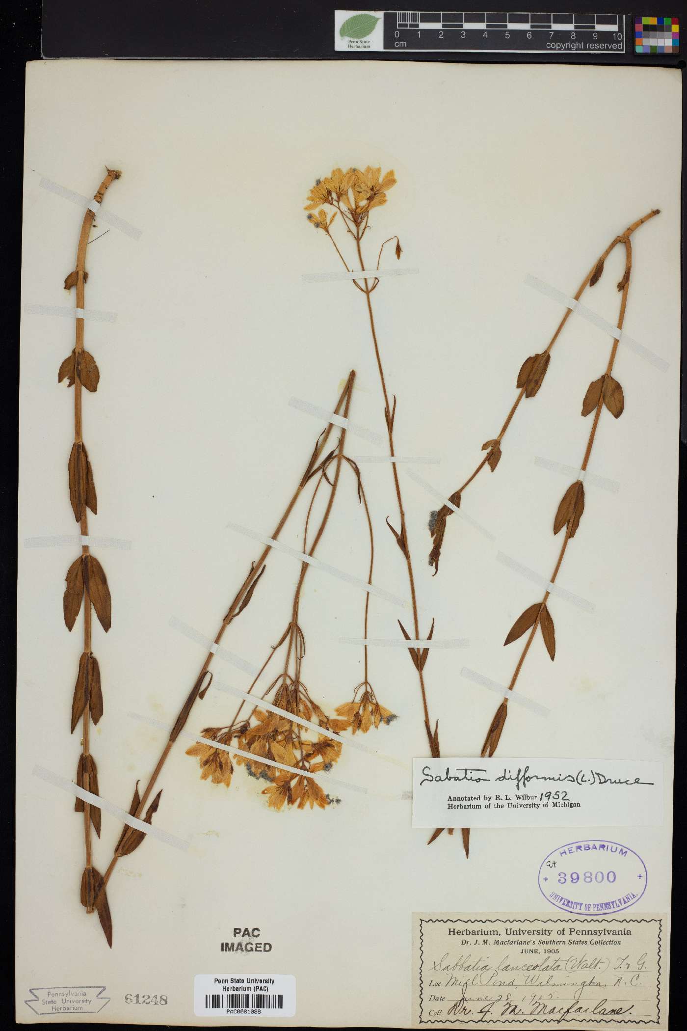 Sabbatia lanceolata image