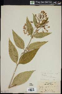 Asclepias exaltata image