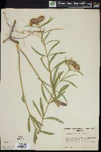 Asclepias fascicularis image