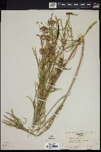 Asclepias fascicularis image