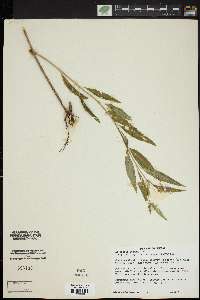 Asclepias perennis image