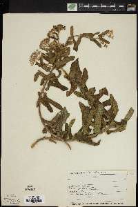 Asclepias rolfsii image