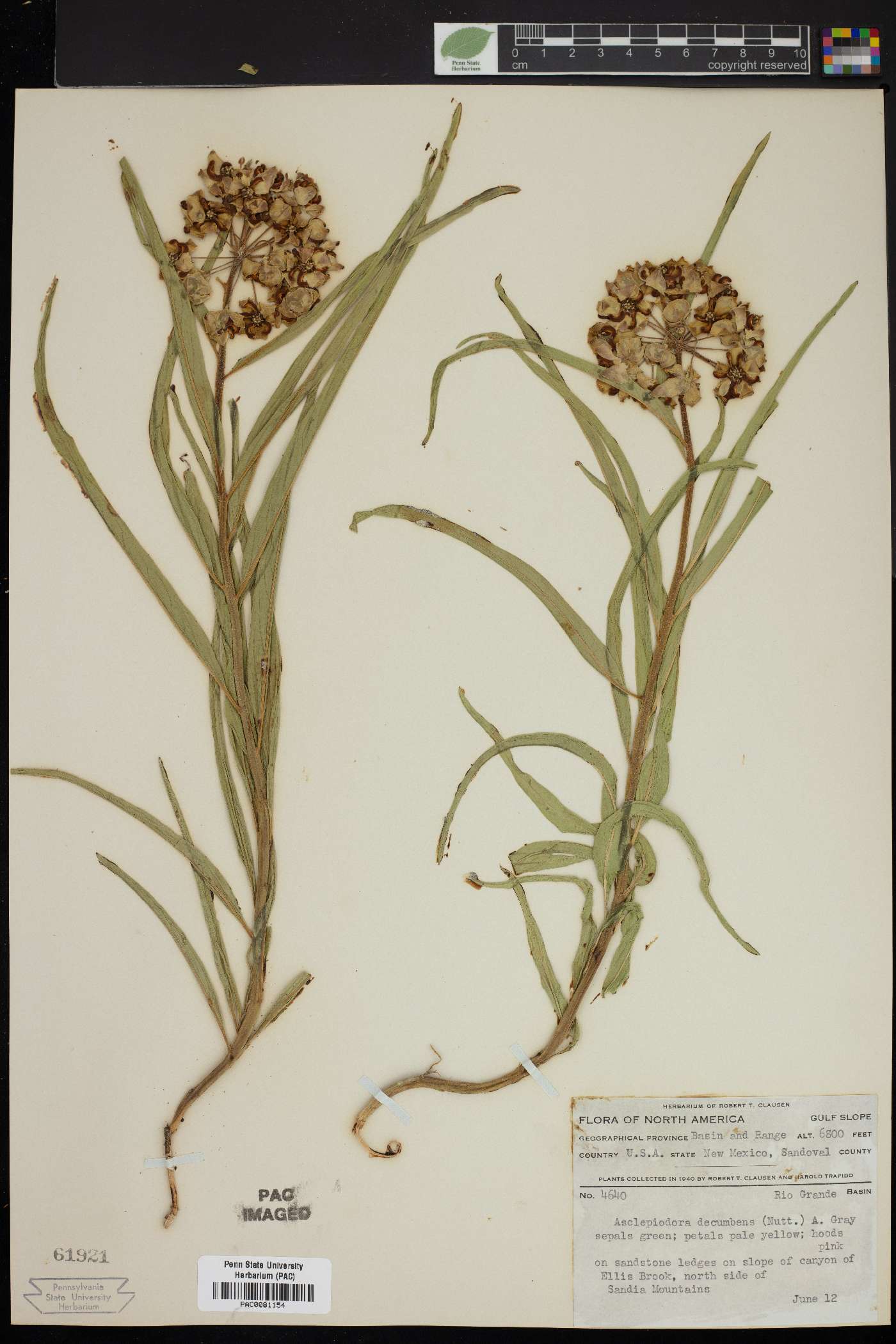 Asclepiodora decumbens image
