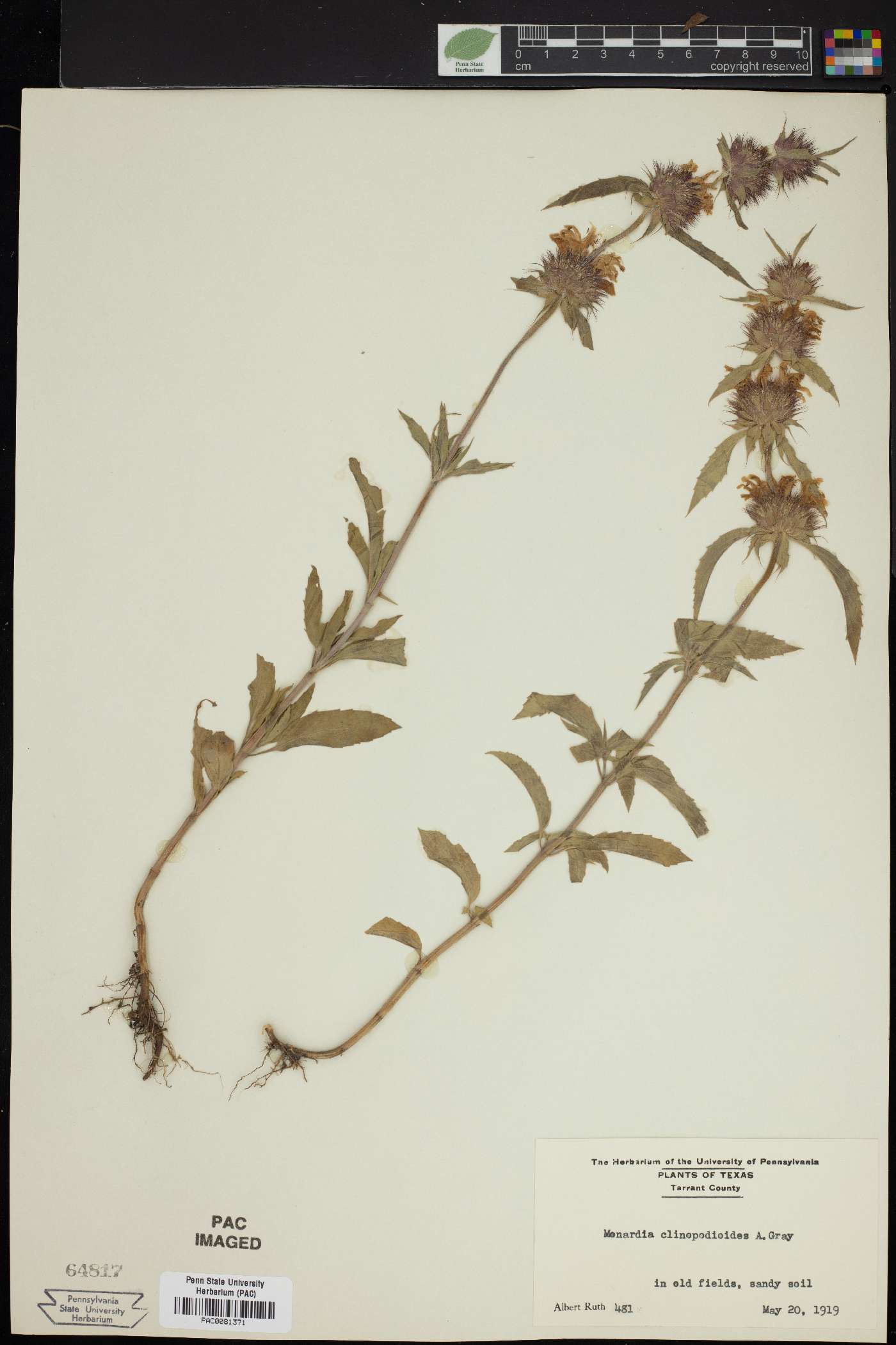 Monarda clinopodioides image