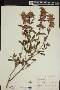 Monarda punctata image