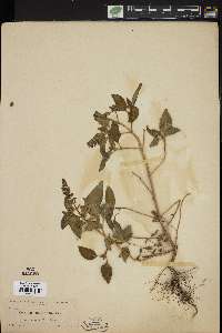 Ocimum micranthum image