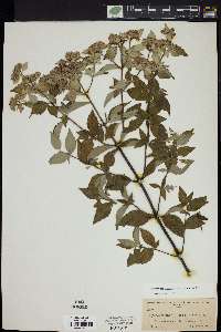 Pycnanthemum albescens image