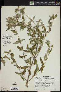 Pycnanthemum albescens image