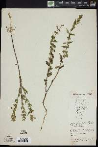 Scutellaria galericulata image