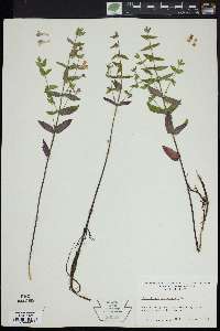 Scutellaria galericulata image