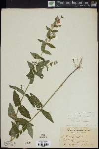 Scutellaria galericulata image