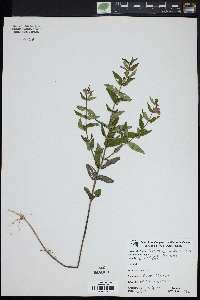 Scutellaria galericulata image