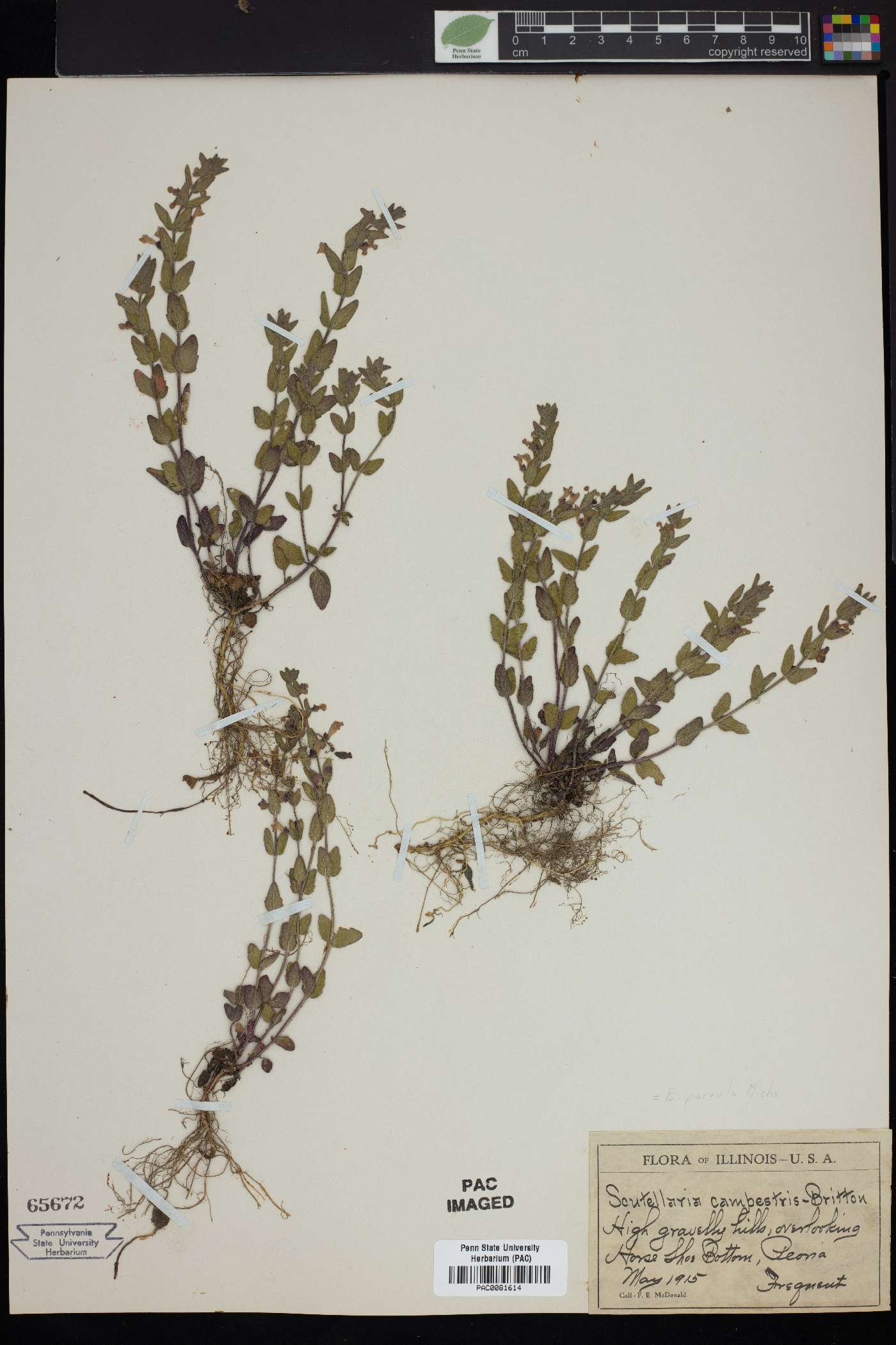 Scutellaria campestris image