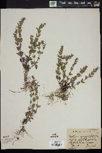 Image of Scutellaria campestris