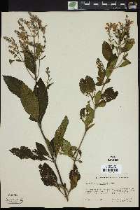 Scutellaria serrata image