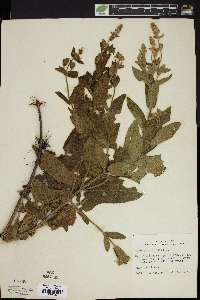 Stachys palustris image