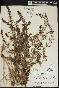 Teucrium cubense image