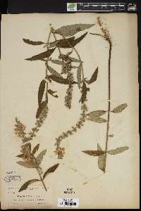 Teucrium nashii image
