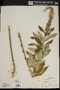 Teucrium nashii image