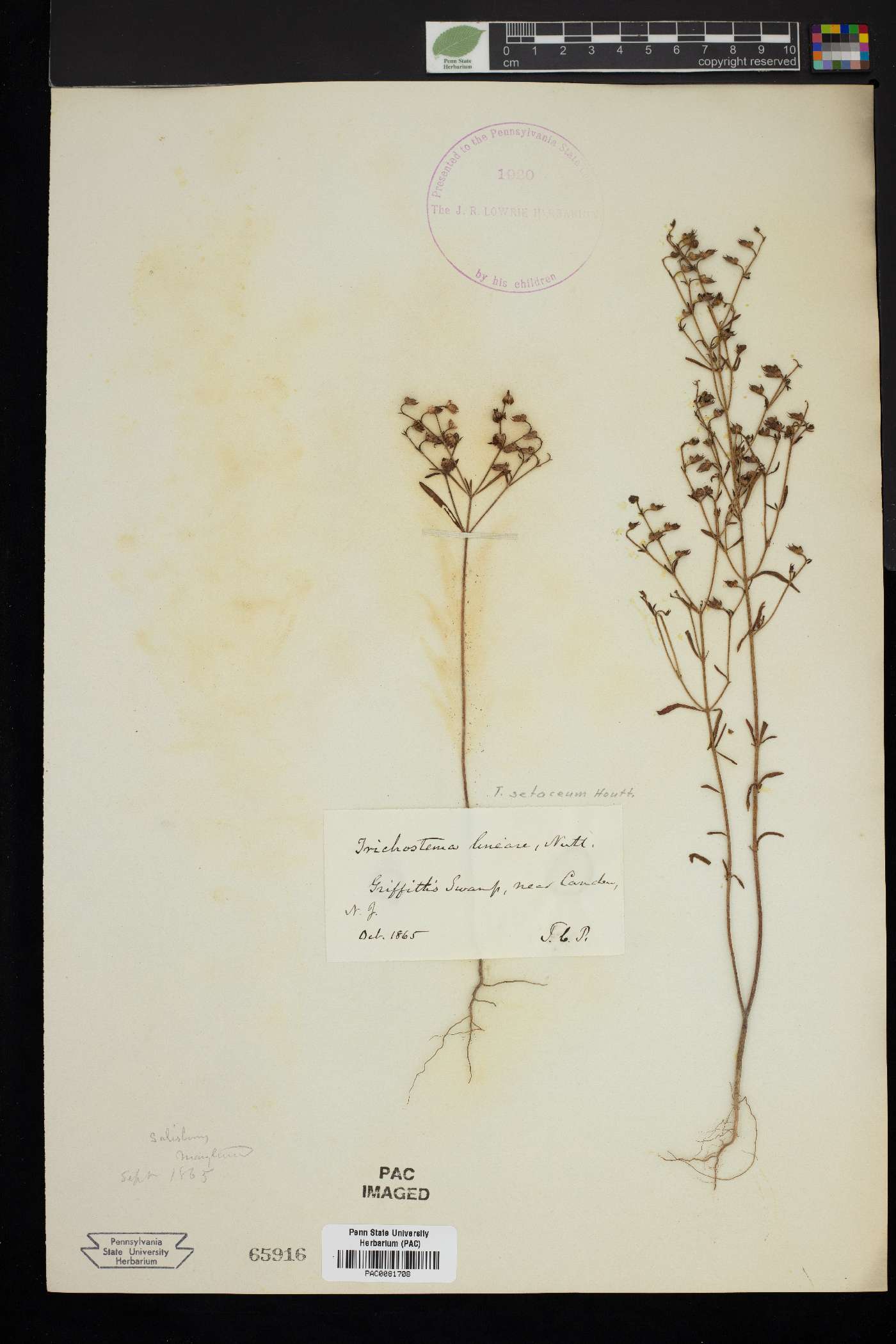 Trichostema lineare image