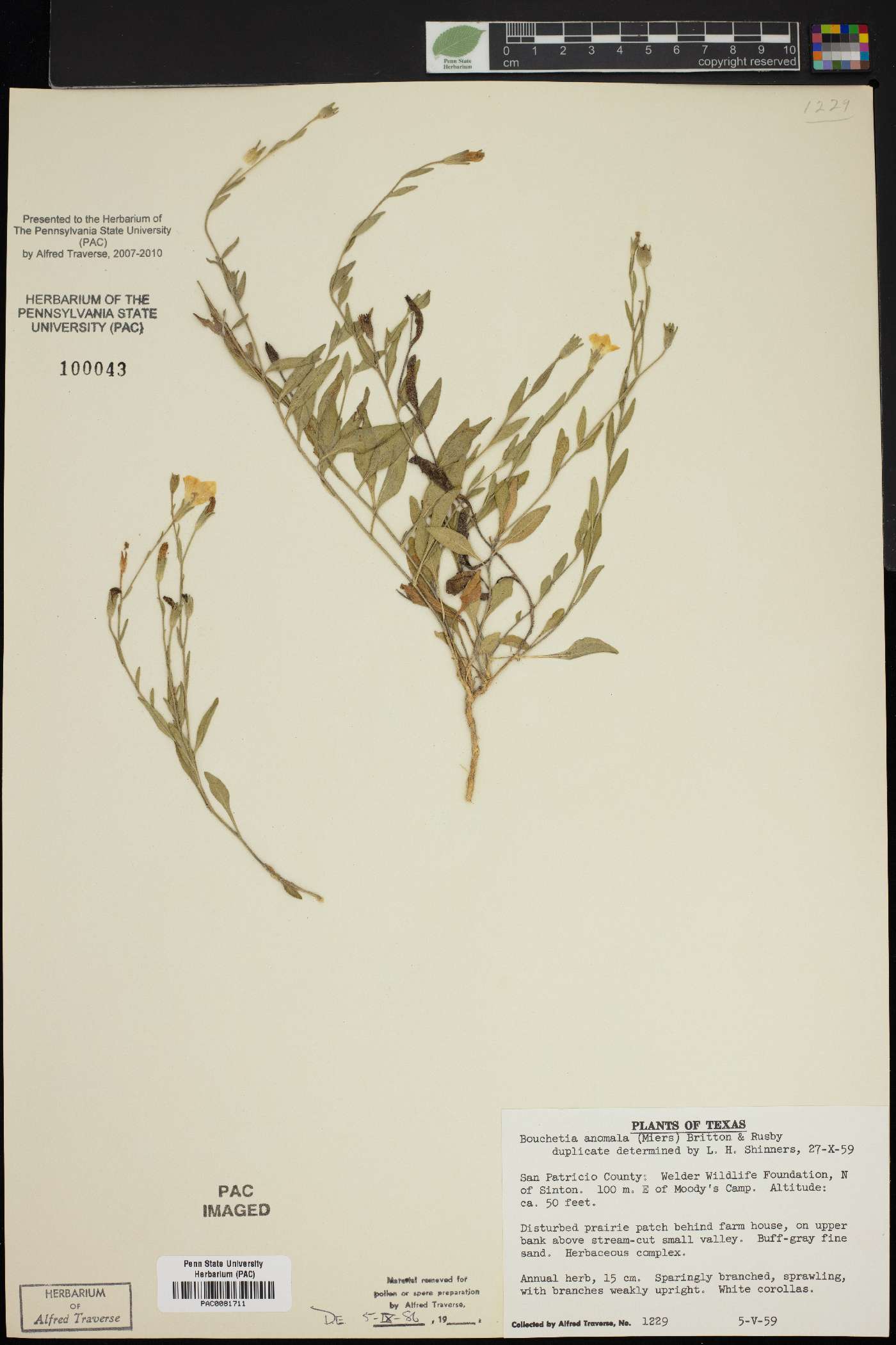 Bouchetia anomala image