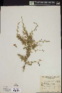 Lycium pallidum var. oligospermum image