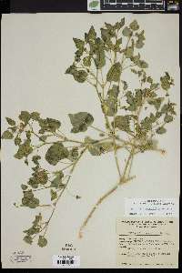 Physalis crassifolia image