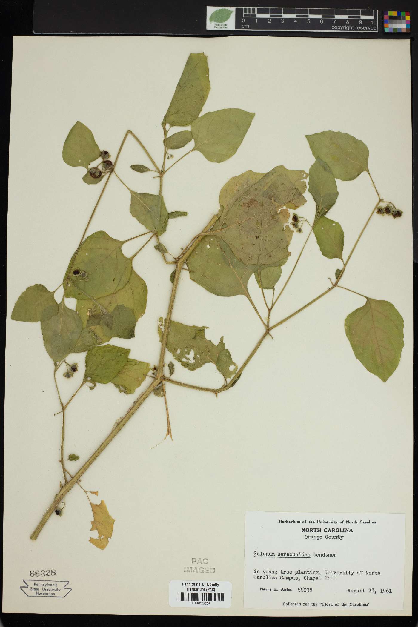 Solanum sarrachoides image