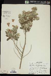 Leucophyllum frutescens image